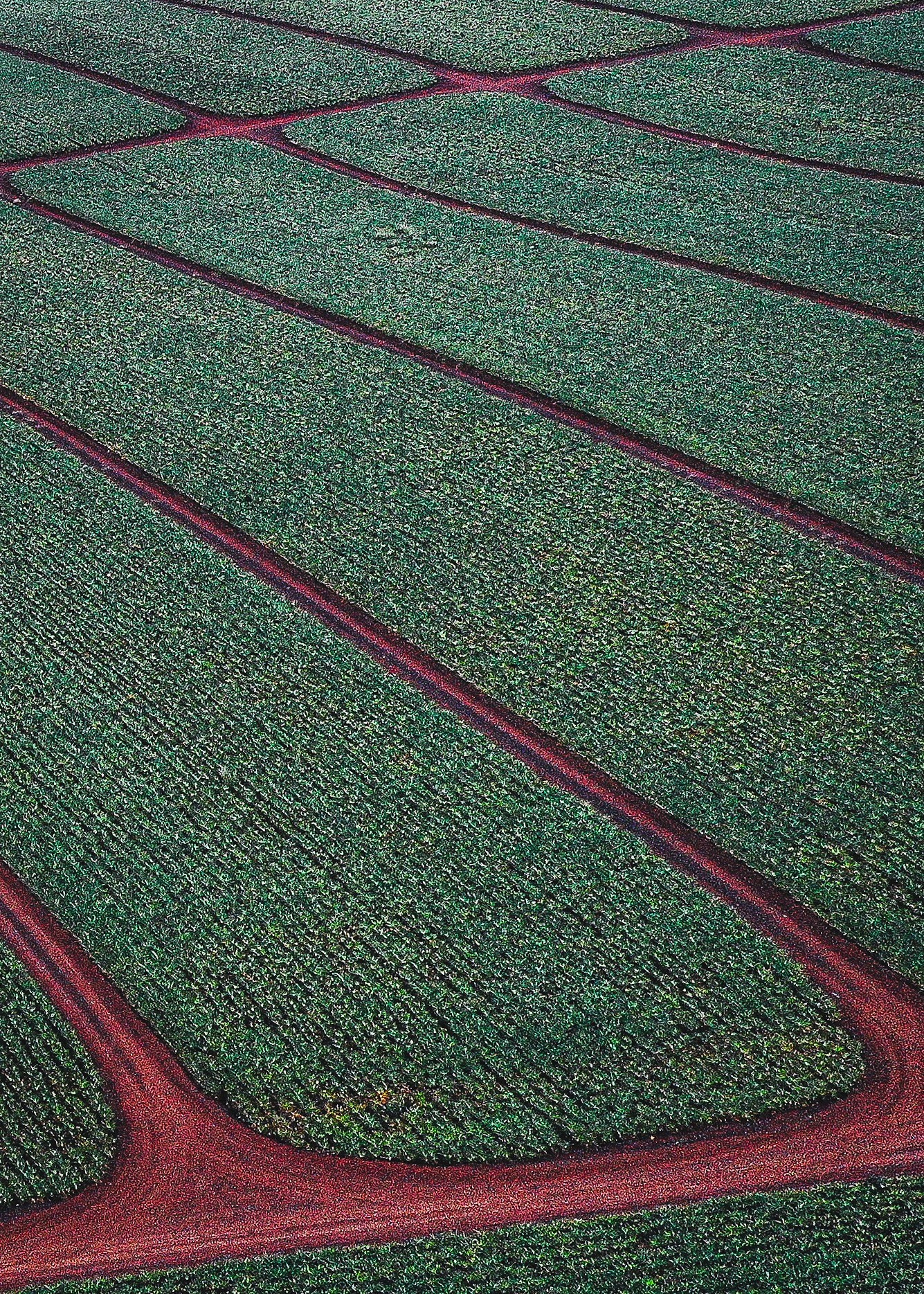 Dole Plantation — photograph by Paul Towers