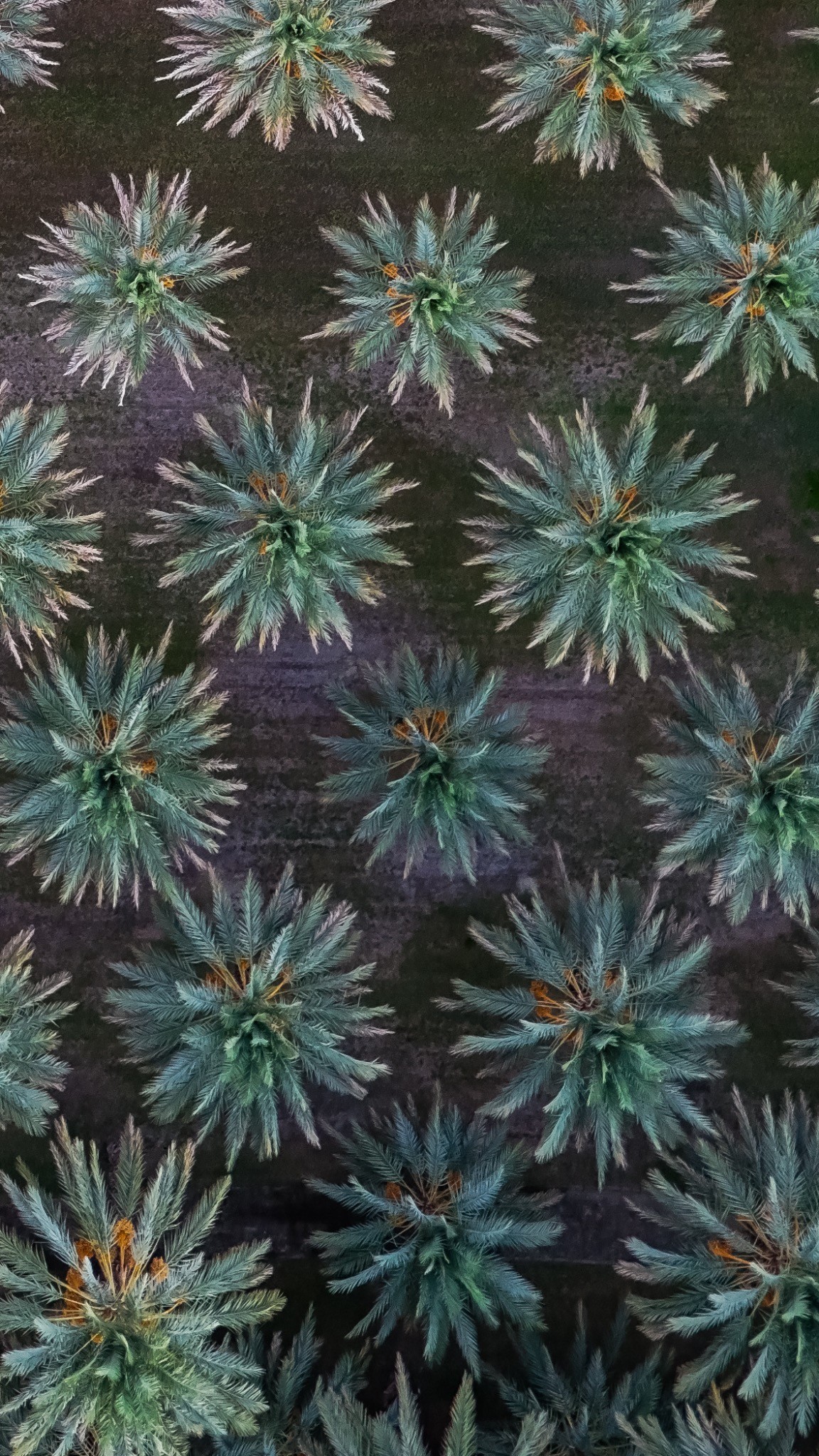 Palm Patterns — photograph by Paul Towers