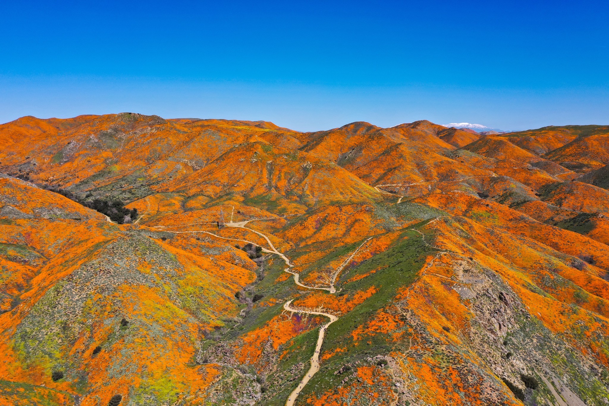Super Bloom — photograph by Paul Towers