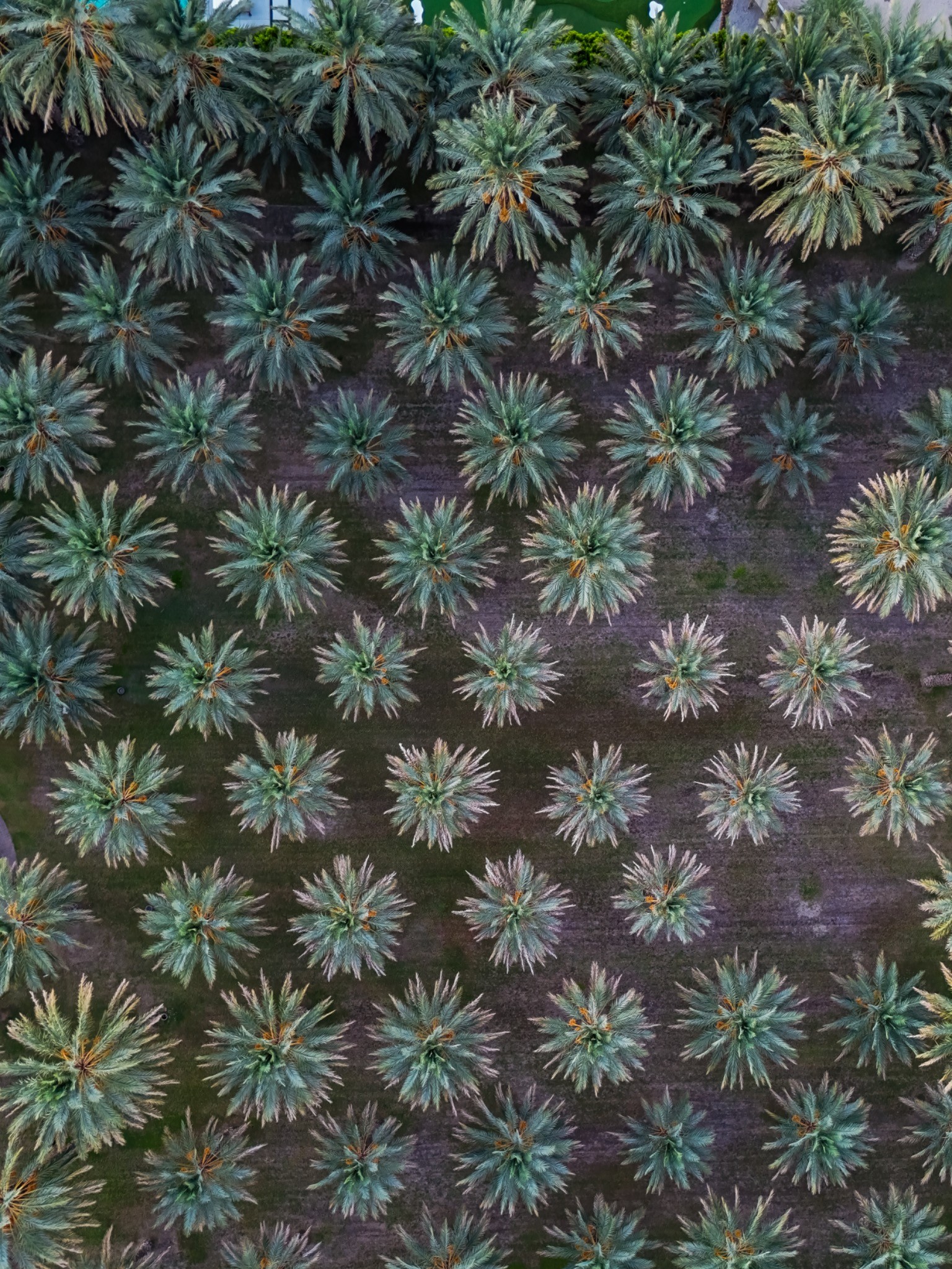 Palm Grove — photograph by Paul Towers