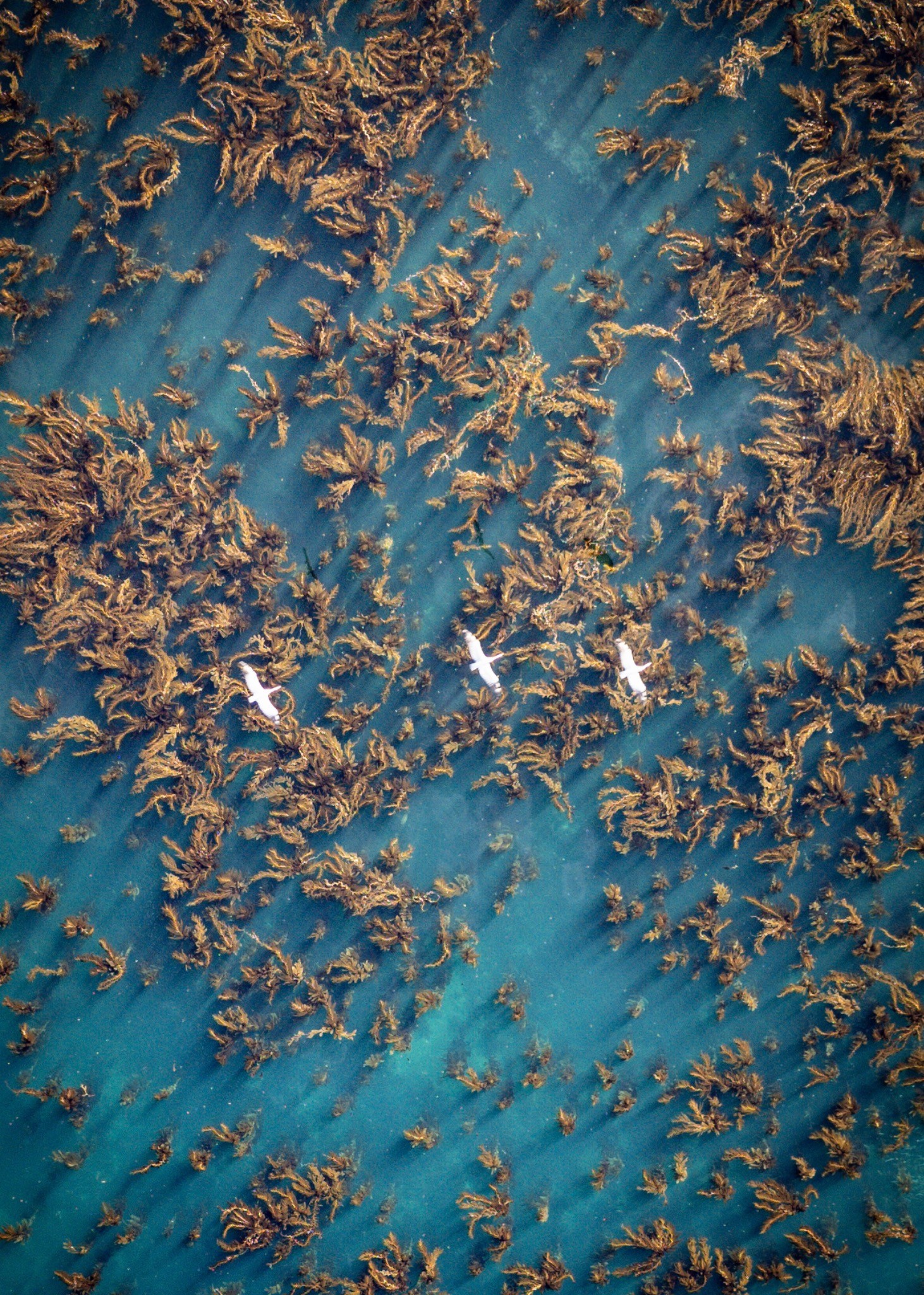 Heading South — photograph by Paul Towers