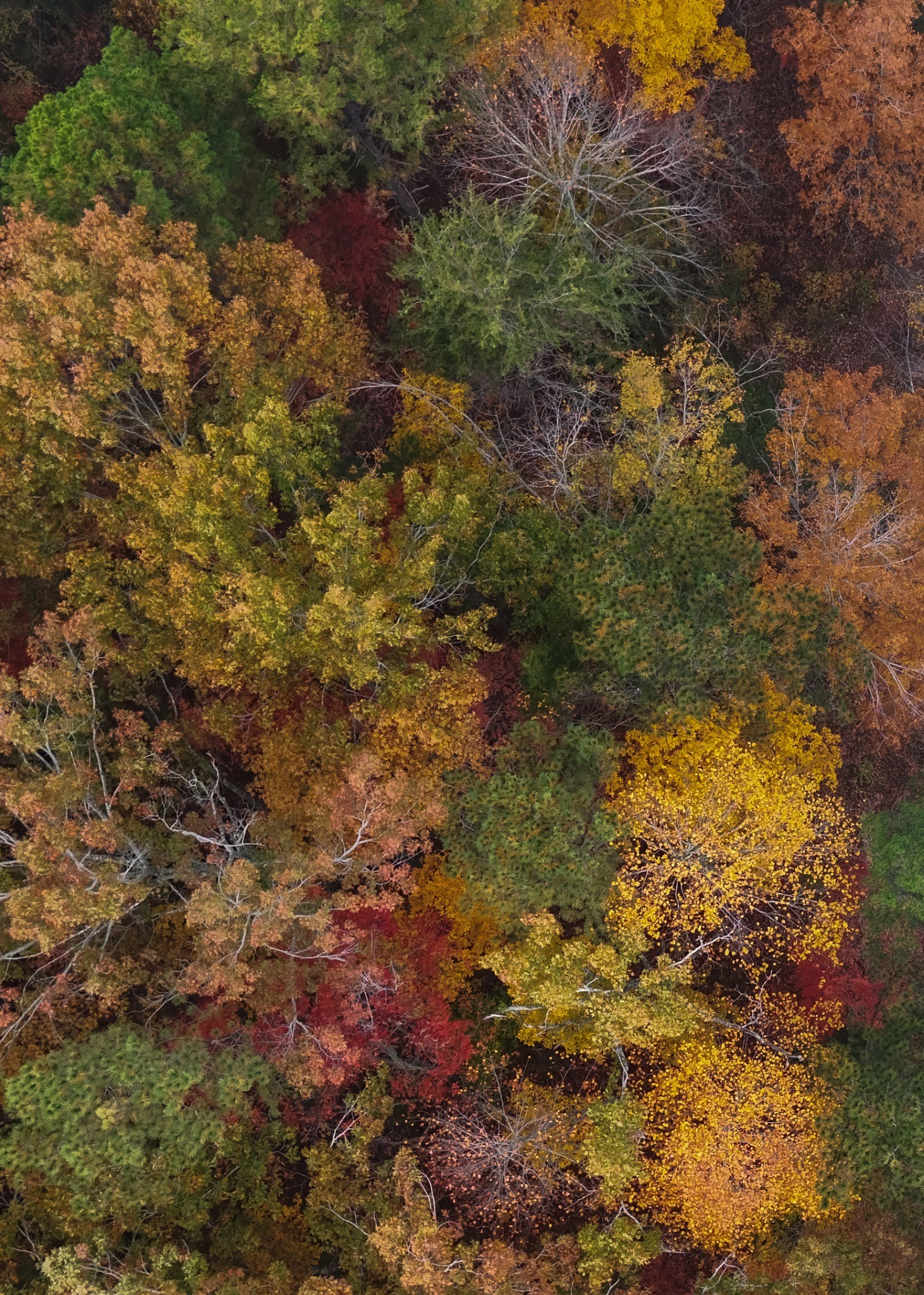 Fall Canopy — photograph by Paul Towers