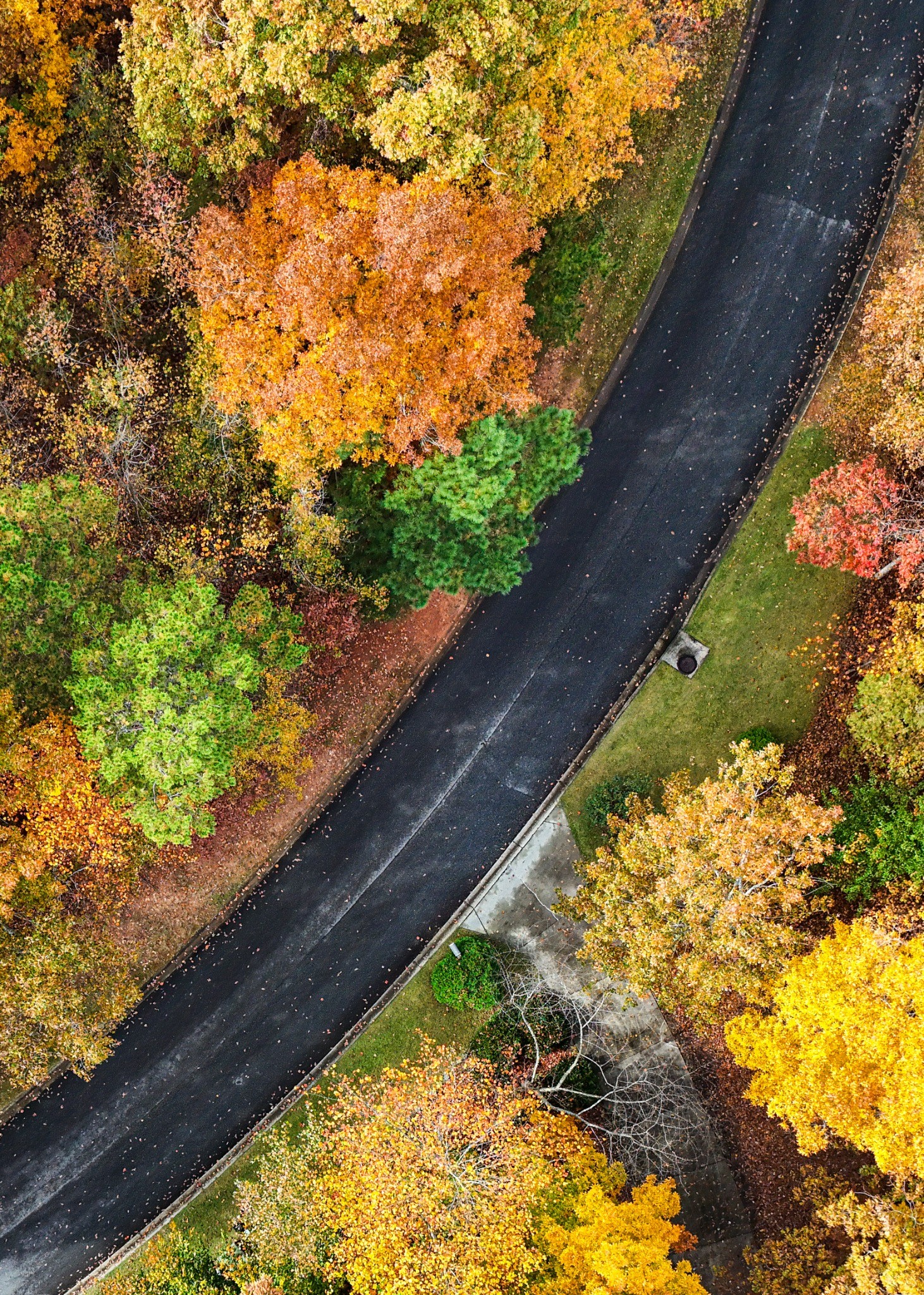 Fall Colors — photograph by Paul Towers