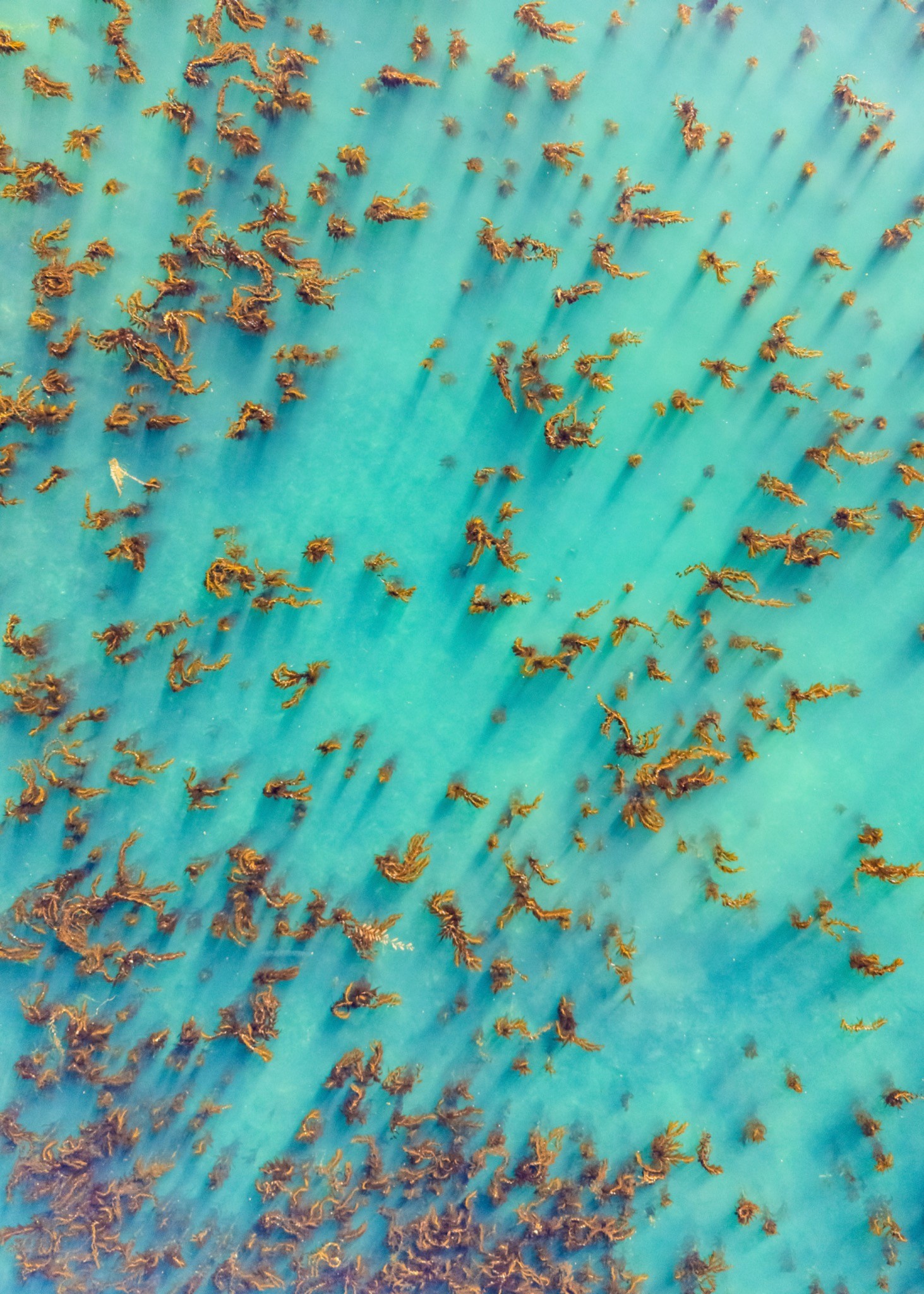 Palos Verdes Kelp Forest — photograph by Paul Towers