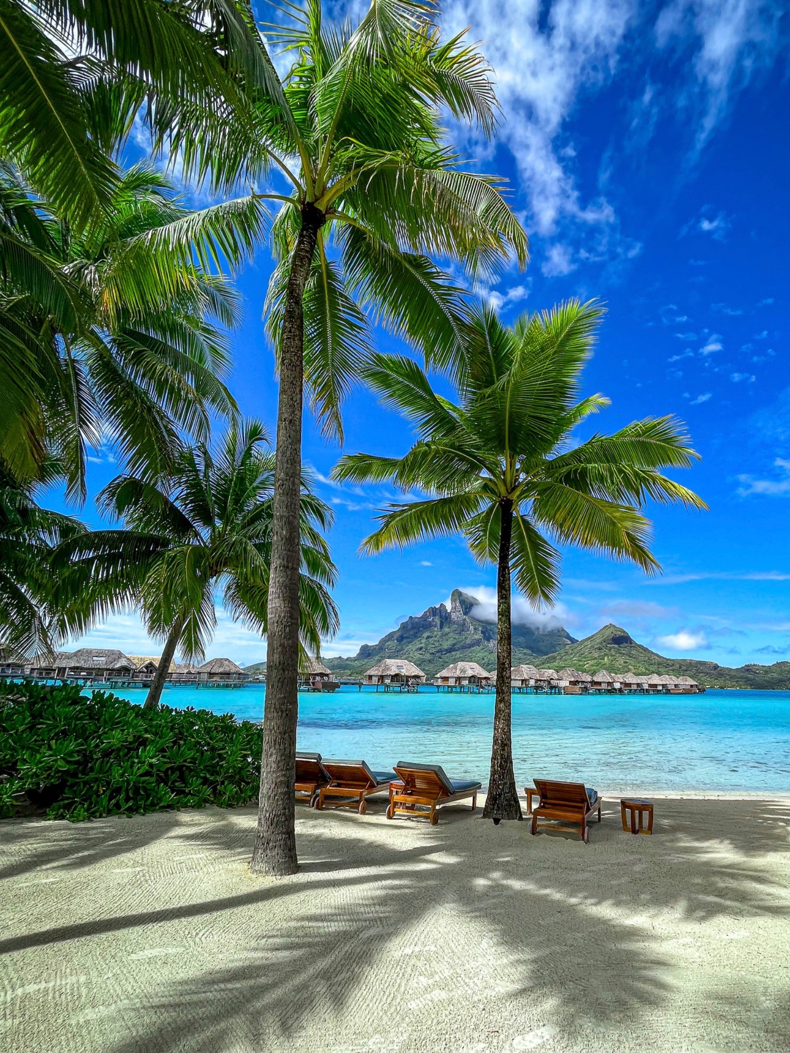 Island Palms — photograph by Paul Towers