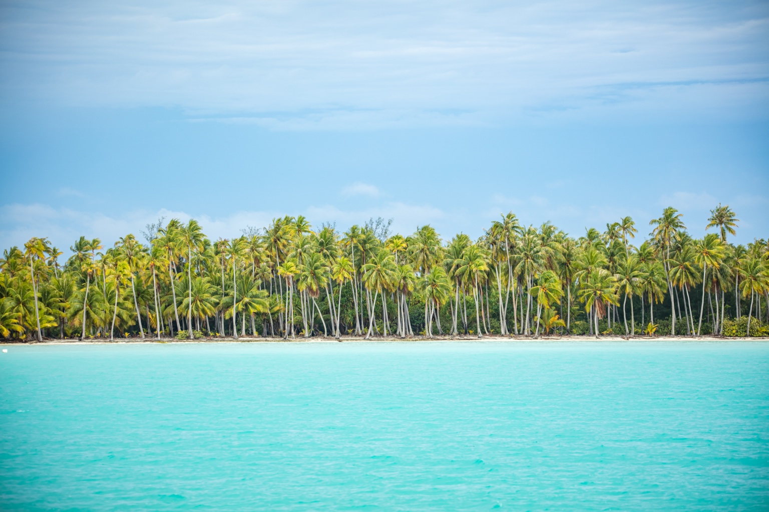 Palm Paradise — photograph by Paul Towers